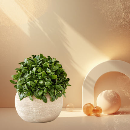 Camelia Plant In Paper Mache Pot