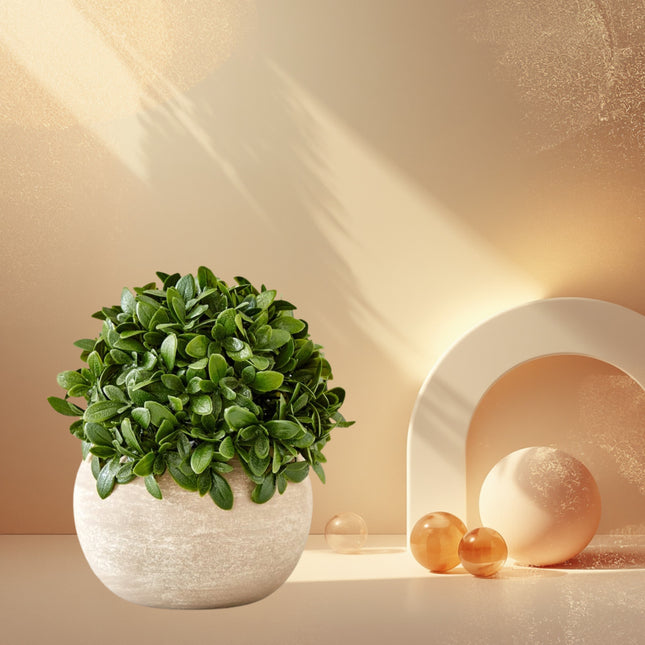 Camelia Plant In Paper Mache Pot