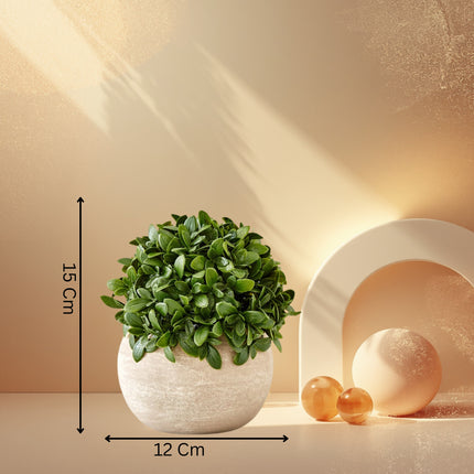 Camelia Plant In Paper Mache Pot