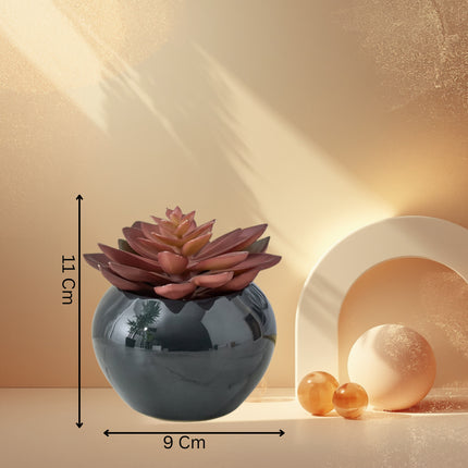 Succulent In Ceramic Pot