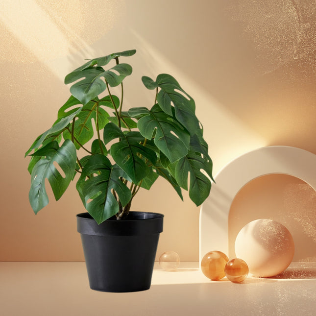 Monstera Plant In Ceramic Pot