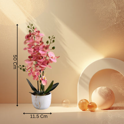 Orchids In Ceramic Pot