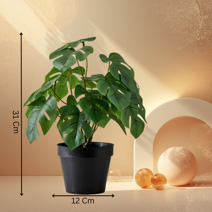 Monstera Plant In Ceramic Pot