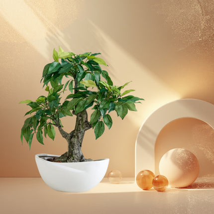 Ficus Bonsai Plant In Ceramic Pot