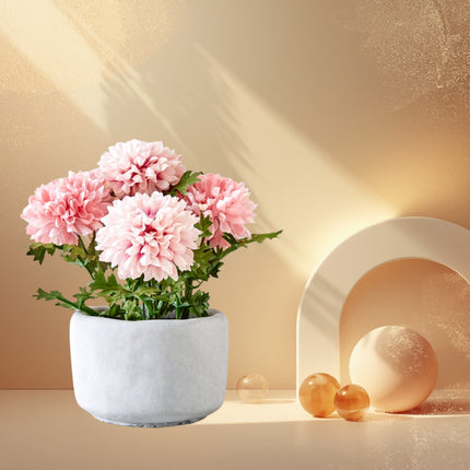 Chrysanthemum Flower In Cement Pot