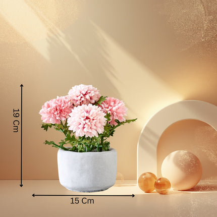 Chrysanthemum Flower In Cement Pot
